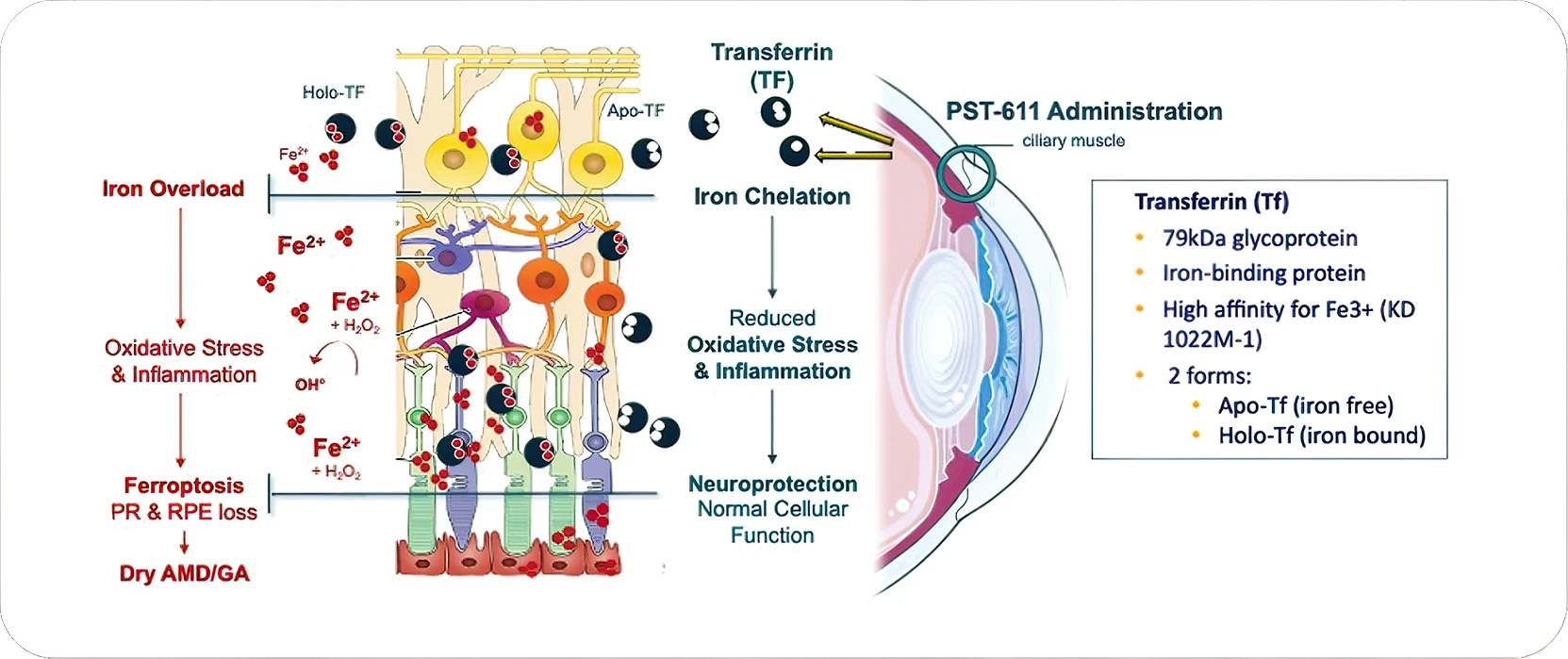 Endogenous transrerin